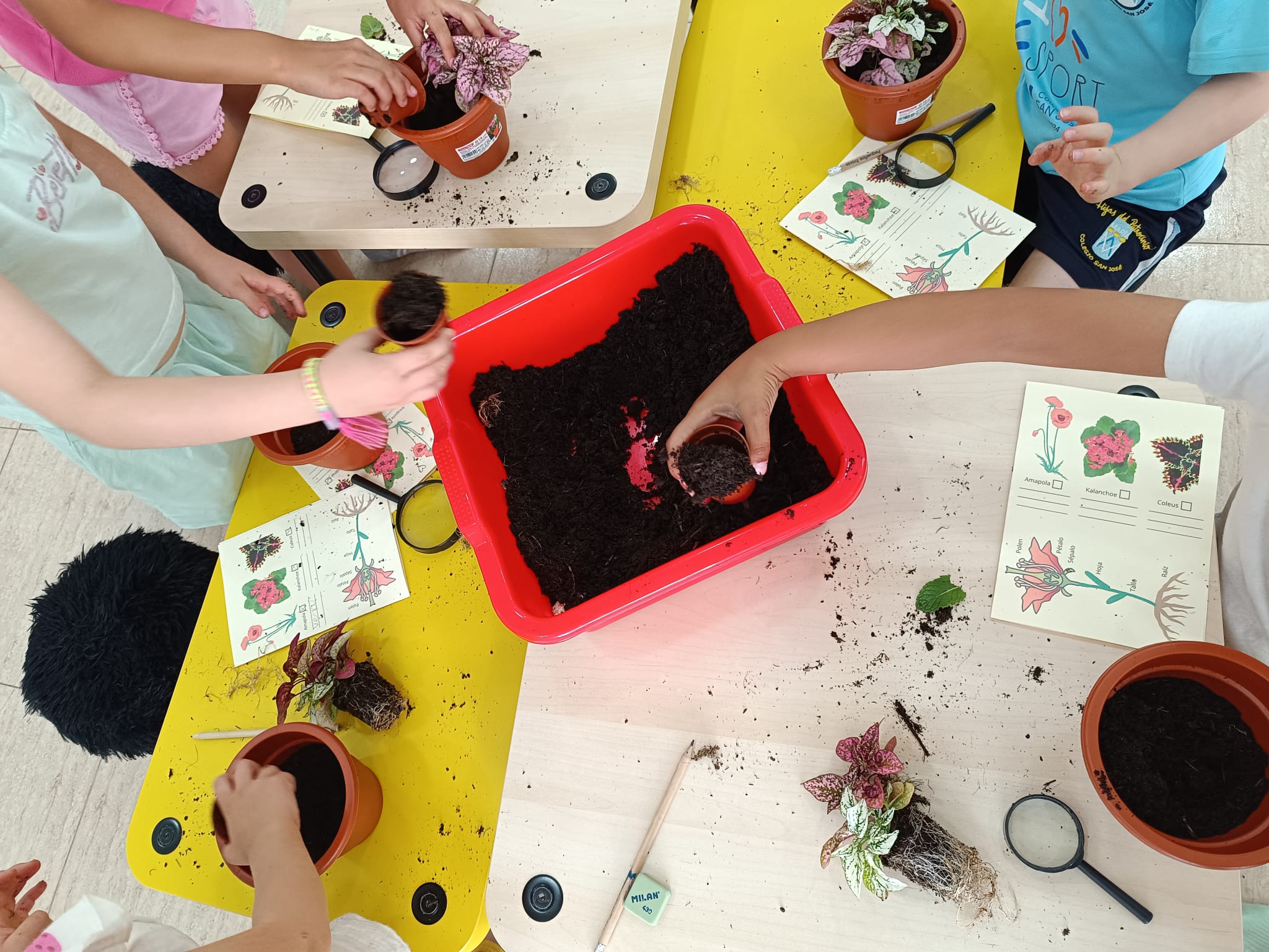 espacio pedagogico velez 2026 13 Apoyo pedagógico o academia: niños plantando en una bandeja de tierra, aprendizaje con las manos