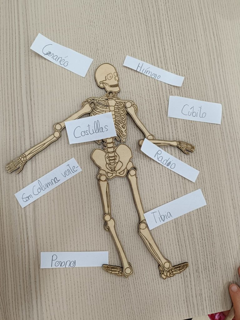 Esqueleto con etiquetas para aprender las partes del cuerpo
